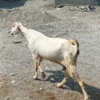 بز تالی پاکستانی دوقلو زا وسه قلو زا رودان|حیوانات مزرعه|بندرعباس, |دیوار