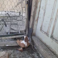 کبوتر|پرنده|اردبیل, |دیوار