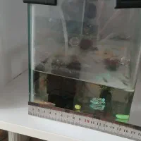 آکواریوم شیشه خم با ماهی با پمپ و...|ماهی|الوند, |دیوار