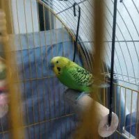 مرغ عشق|پرنده|پردیس, فاز ۱۱|دیوار