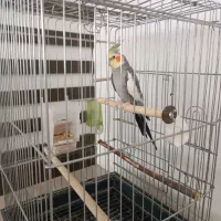 عروس هلندی نر|پرنده|چهاربرج, |دیوار