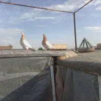 سلام 4جفت نرماده به شرط تخم جوجه معاوضه دارم