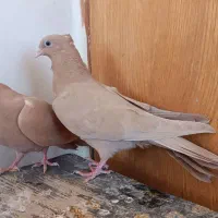کبوتر زرد آبادانی شهرضا