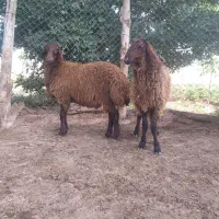 بره نر