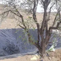 آب بندی استخر با ورق ژئوممبران|عمده‌فروشی|اصفهان, کوجان|دیوار