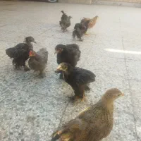 تخم مرغ خوراکی  و نطفه دار