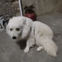 سگ پامر