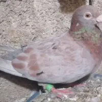 ماده کوهی دورگ