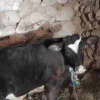 گوساله|حیوانات مزرعه|بروجرد, |دیوار