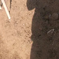 فروش کود حیوانی