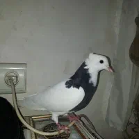 یک عدد گفتر طوقی