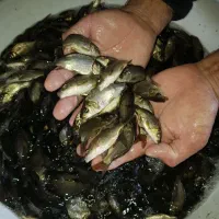 عرضه بچه ماهی کپور طلایی،قزل الا.