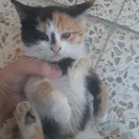 واگذاری بچه گربه