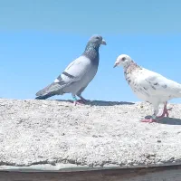 سلام عزیزان دل کودکبوتر