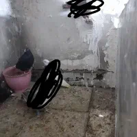 کفتر مفت|پرنده|مشهد, شهرک بهارستان|دیوار