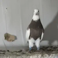 کلفه نر سرکه ای ودوتا نر سفید پر پری