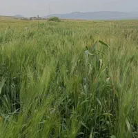 زمین کشاورزی  یک هکتار نیم ابی