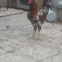 خروس قرمز گلین