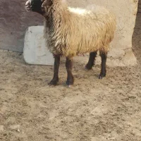 حیوانات مزرعه