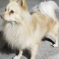 سگ پامر|سگ|میاندوآب, |دیوار