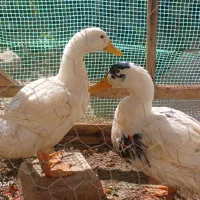 جوجه اردک|حیوانات مزرعه|زاوه, |دیوار