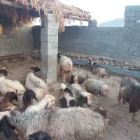 میش گوسفند  برای داشت به فروش میرسدمعاوضه با ماشین