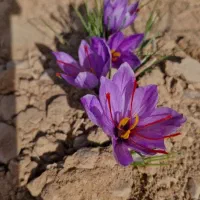 زرشک،آب زرشک،زعفران،عناب و پسته|خوردنی و آشامیدنی|قائن, |دیوار