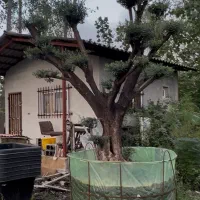 فروش درخت زیتون هخامنشی|گل و گیاه طبیعی|ایزدشهر, |دیوار