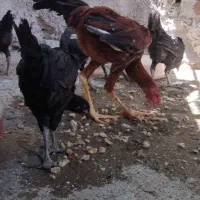نیمچه مرغ لاری دم تخم