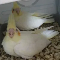سلام جوجه عروس هلندی دونه خوربرای فروش