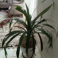 گل پاندانوس