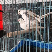 جفت آلبینو|پرنده|یزد, |دیوار