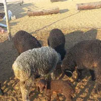 فروش ۵۰ راس میش بره دار|حیوانات مزرعه|شیراز, باباکوهی|دیوار