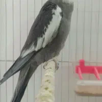 عروس هلندی نروایت فیس