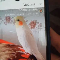 عروس هلندی سخنگو گمشده