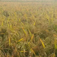 برنج عنبربو شوشتر