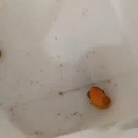حلزون