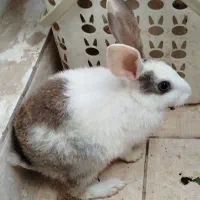 خرگوش  ماده