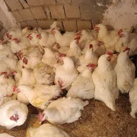 مرغ مادر|حیوانات مزرعه|اشنویه, |دیوار