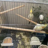 عروس هلندی|پرنده|قدس, شهر‌قدس|دیوار