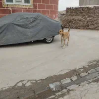 واگذاری سگ سرابی سه ساله