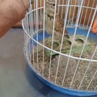 سهره خاکی|پرنده|قم, هفت تیر|دیوار