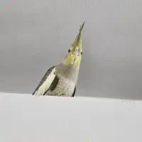 فروش عروس هلندی