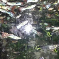 ماهی گوپی|ماهی|شاهرود, |دیوار