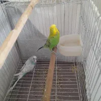 یه جفت مرغ عشق نروماده گازنمیگرن|پرنده|تهران, آذری|دیوار