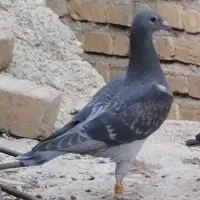 جفت جوجه چاپی مسافتی
