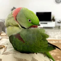 شاه طوطی نر کاملا بالغ با بال و پر سالم و مرتب