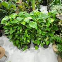 پتوس خز دار برگ پهن|گل و گیاه طبیعی|بندرعباس, |دیوار