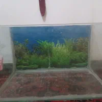 آکواریوم شیشه ۱۰ میل