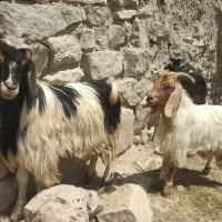 تعدادی بزقاله نرو ماده